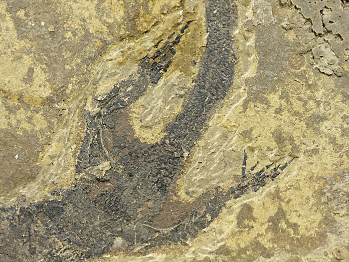 Branchiosaurier: Micromelerpeton credneri