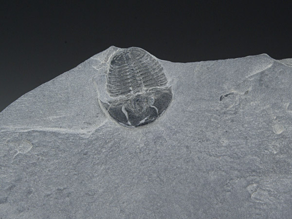 Trilobit, Elrathia kingii