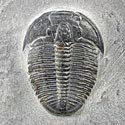 Trilobiten aus Amerika: Elrathia kingii