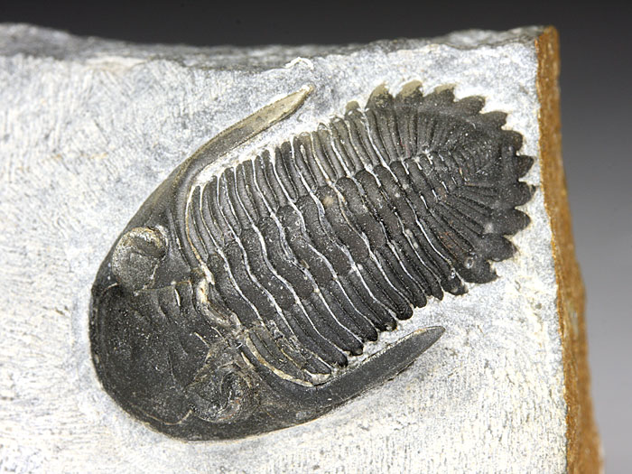 Trilobit aus Marokko