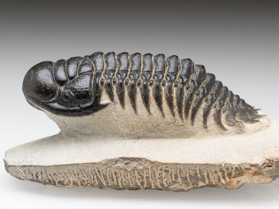 Trilobit: Crotalocephalina