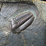 Trilobiten aus Tschechien, Ellipsocephalus hoffi