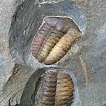 Trilobiten aus Tschechien, Ellipsocephalus hoffi