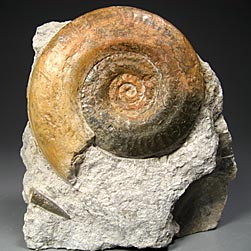 Ammoniten aus Frankreich, Hildoceras