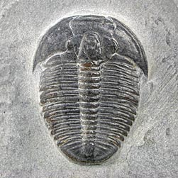 Trilobit aus Amerika: Elrathia kingii