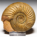 Ammoniten aus Deutschland 