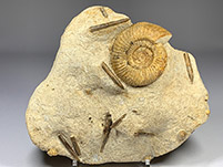 Ammonitenstufe aus England