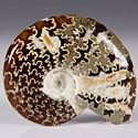 Ammoniten aus Madagaskar