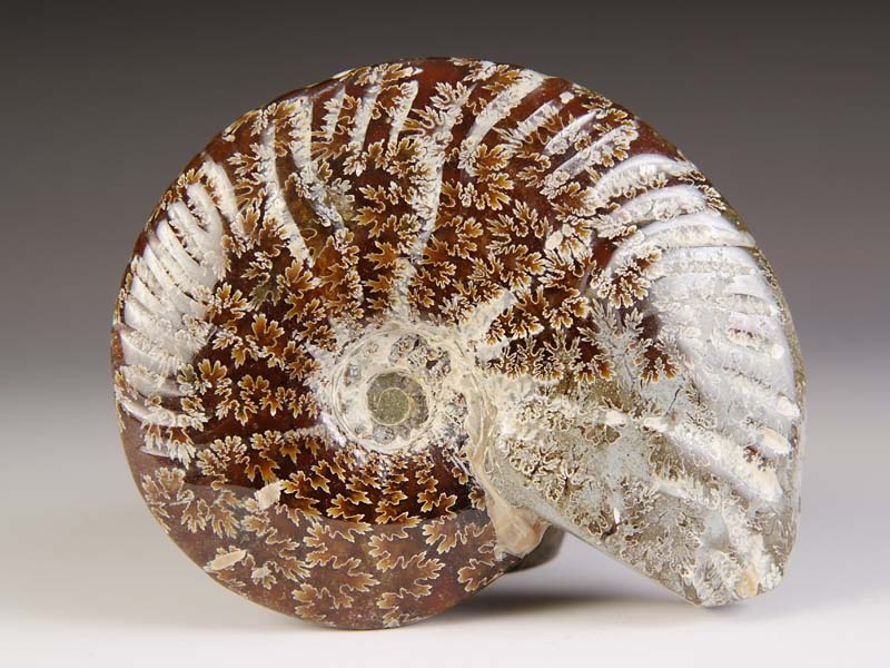 geschliffener Ammonit aus Madagaskar