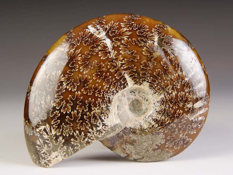 geschliffener Ammonit aus Madagaskar