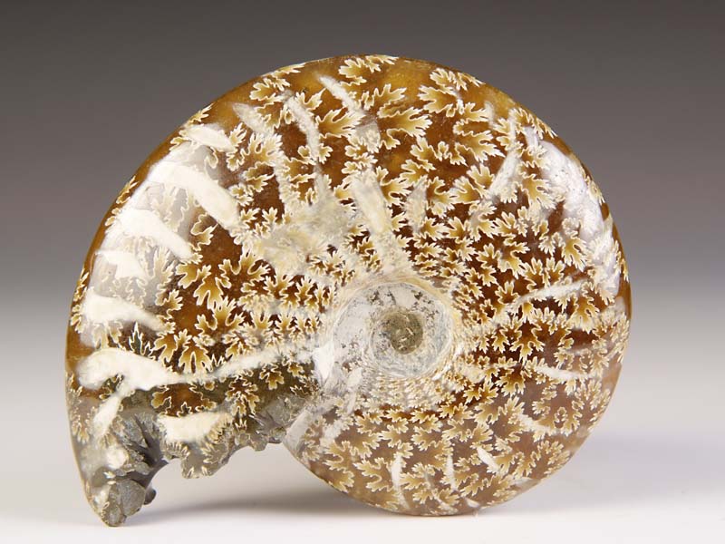 geschliffener Ammonit aus Madagaskar