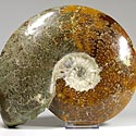 Sehr groe Ammonitenen aus Madagaskar