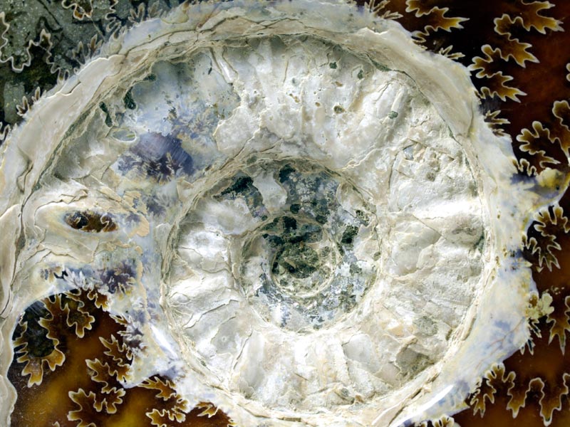 geschliffener Ammonit aus Madagaskar