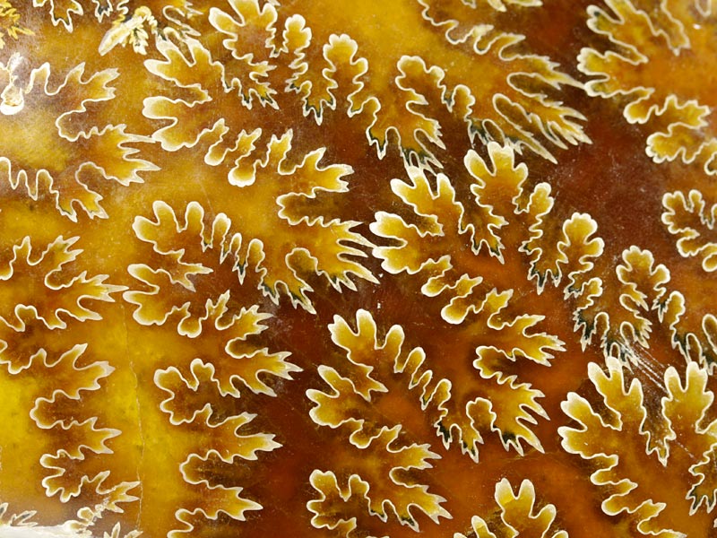 geschliffener Ammonit aus Madagaskar