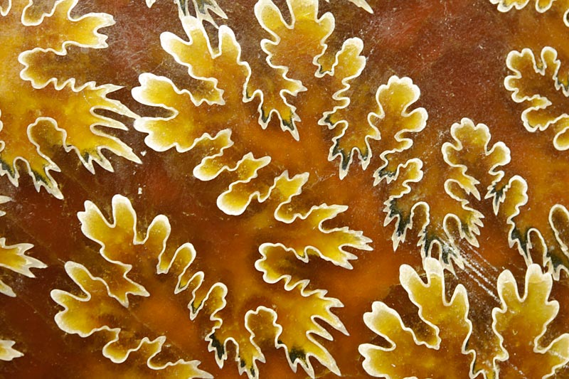 geschliffener Ammonit aus Madagaskar