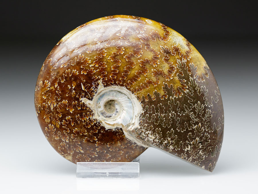 geschiffener Ammonit - Cleoniceras besairiei