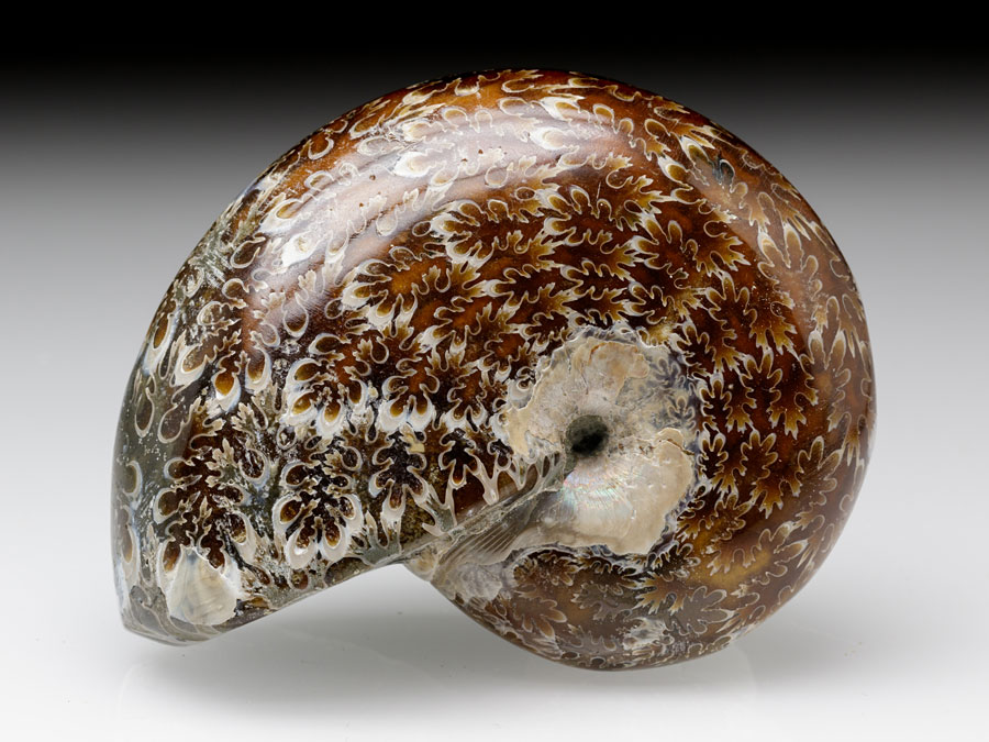 geschiffener Ammonit - Ptychophylloceras cf. Subptychoicum