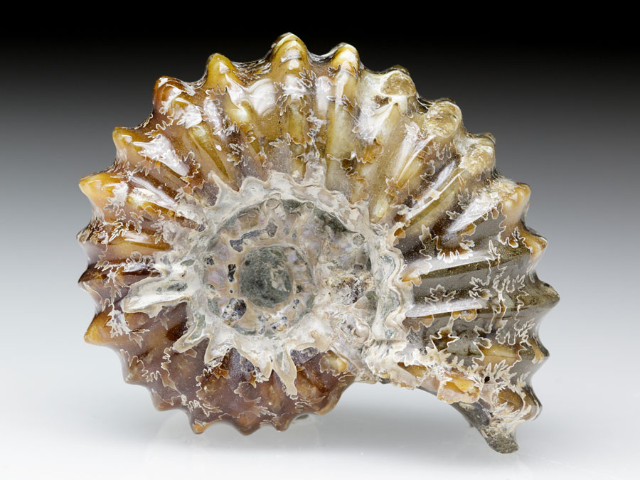geschiffener Ammonit - Douvilleiceras sp.