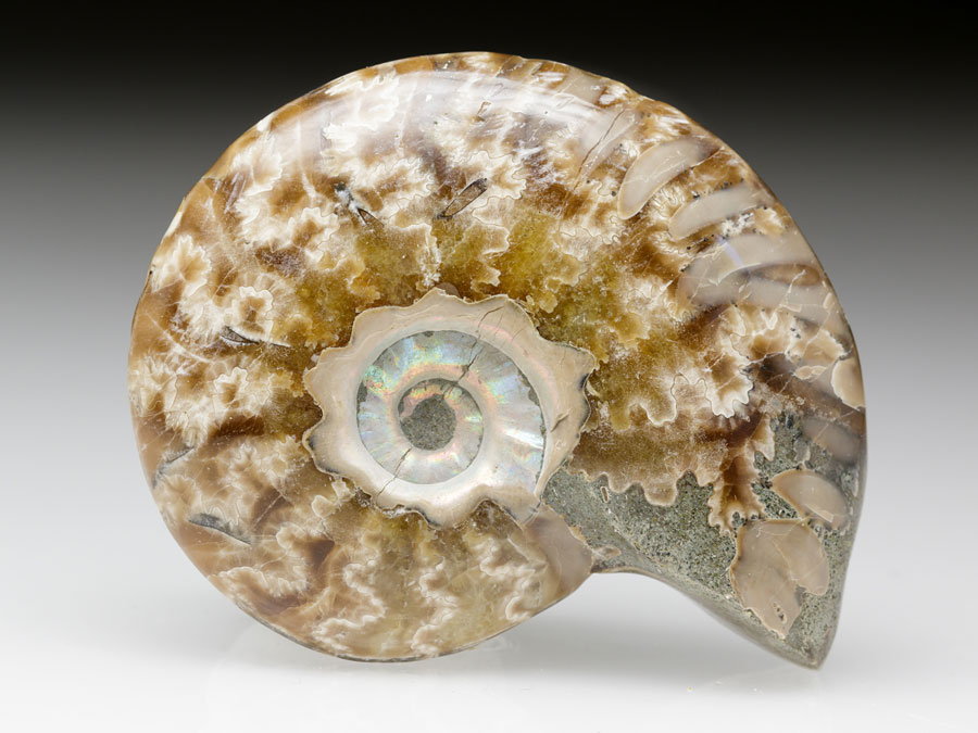 geschiffener Ammonit - Pseudosonneratia sakalava