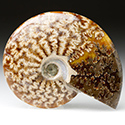 geschliffene Ammoniten
