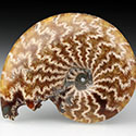 geschliffene Ammoniten