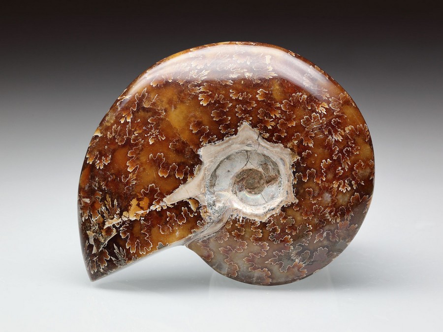 geschiffener Ammonit - Cleoniceras besairiei