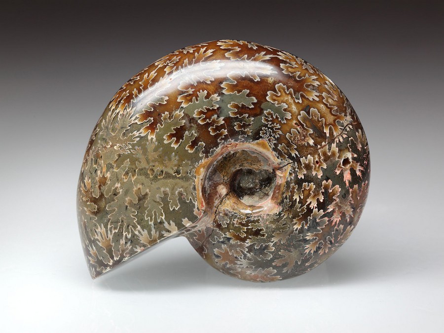 geschiffener Ammonit - Desmoceras latidorsatum