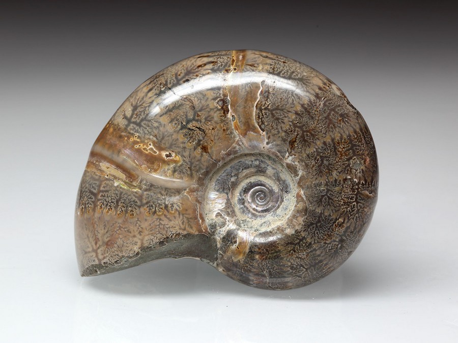 geschiffener Ammonit - Eotetragonites umbilicostriatus