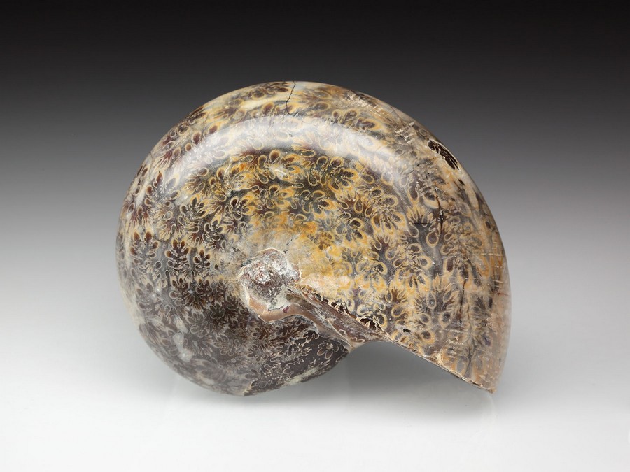 geschiffener Ammonit - Phylloceras velledae