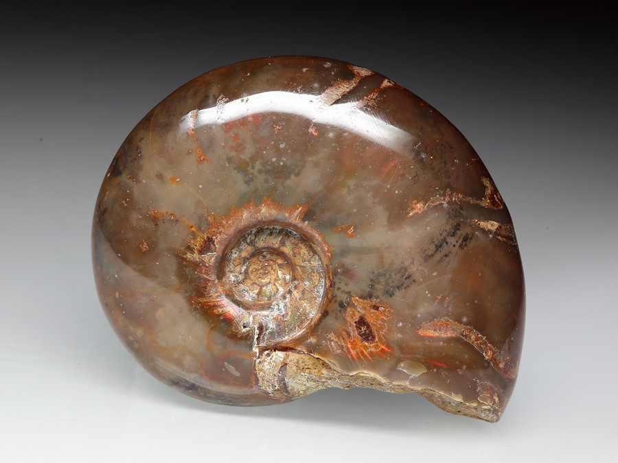 rotschimmernder Cleoniceras