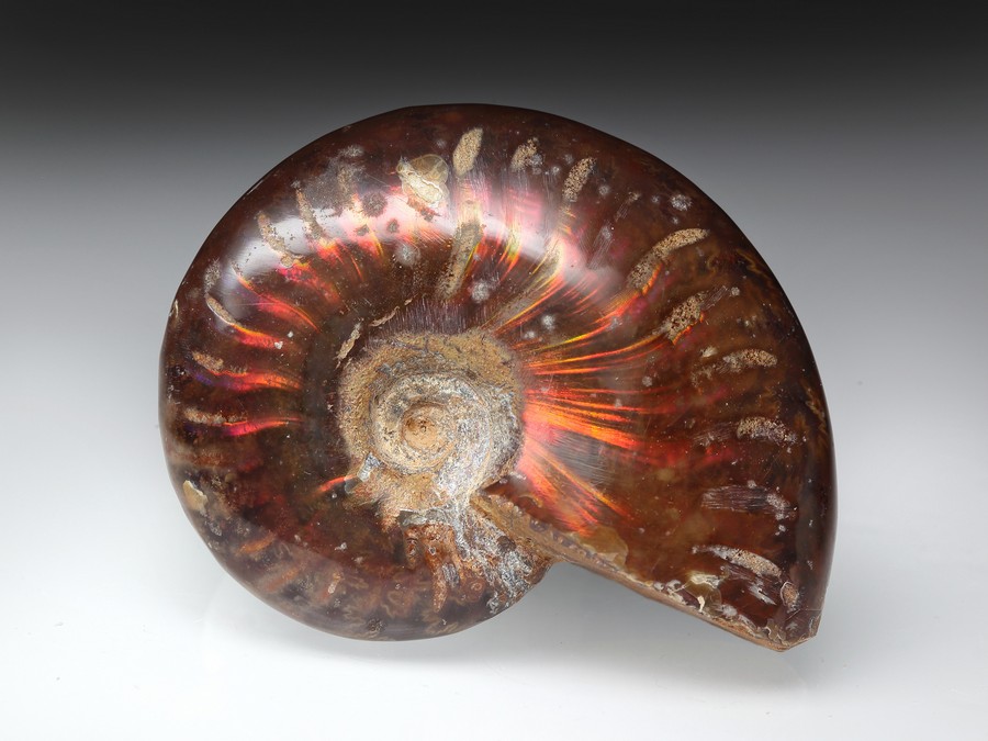 rotschimmernder Cleoniceras