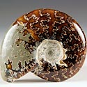 geschliffene Ammoniten aus Madagaskar