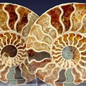 versteinerte Ammoniten aus Madagaskar