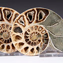 Ammonitprchen aus Madagaskar