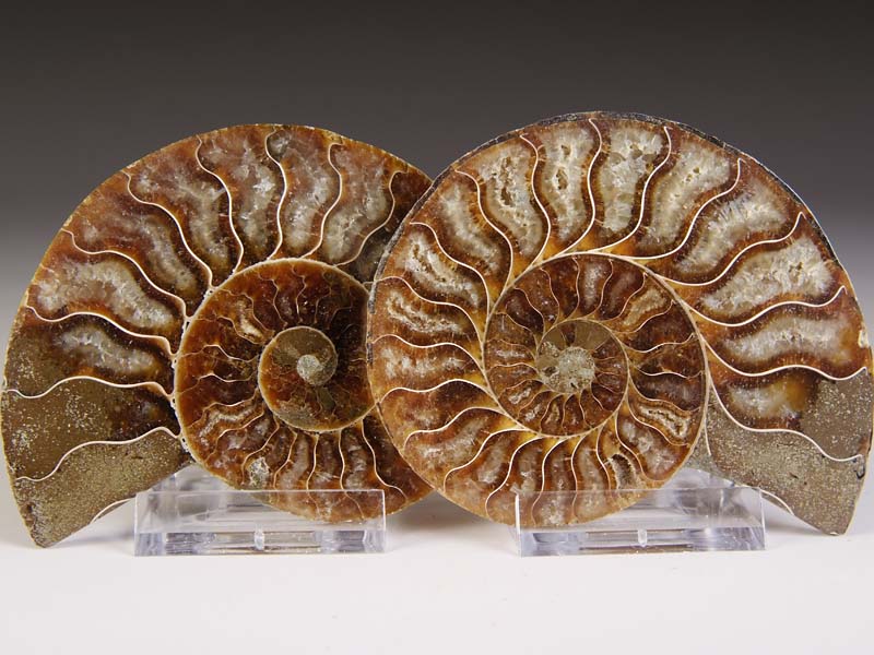 Ammonit aus Madagaskar