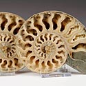 Ammonitenpaare aus Madagaskar