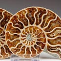 Ammonitenprchen aus Madagaskar