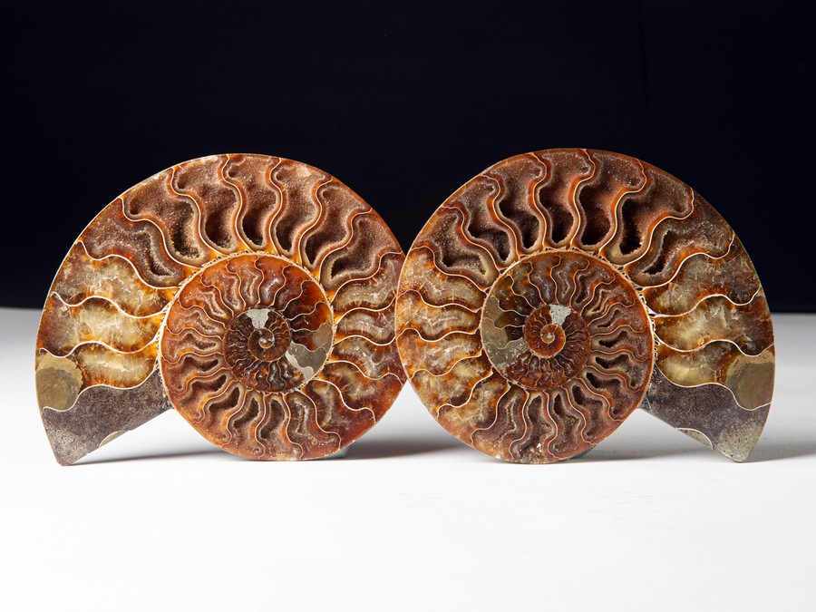 Cleoniceras besairiei