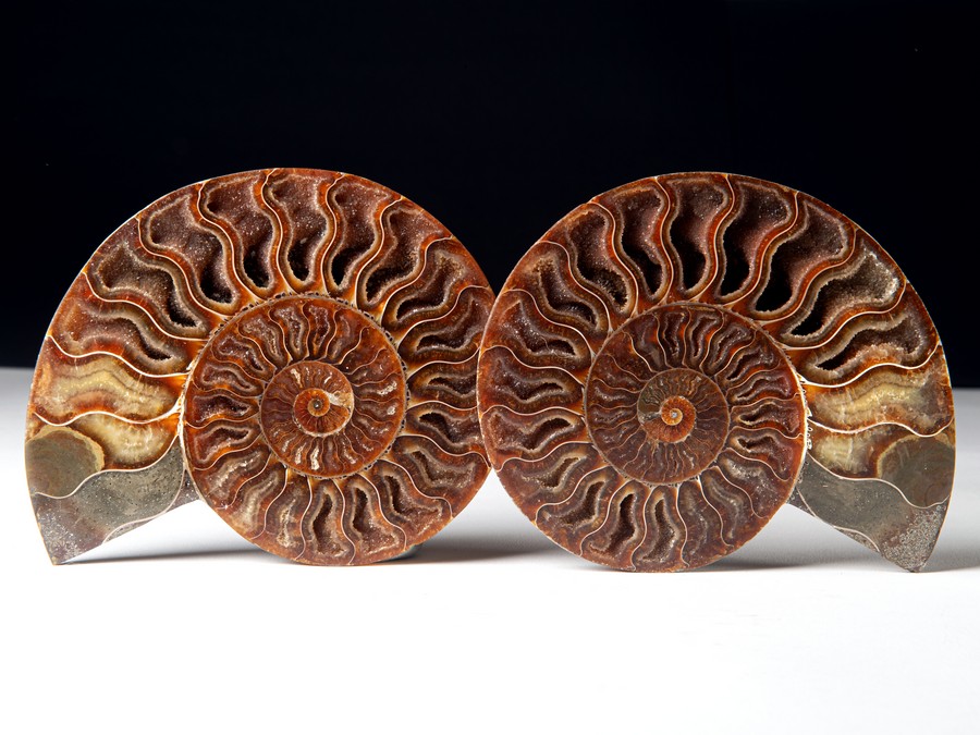 Cleoniceras besairiei