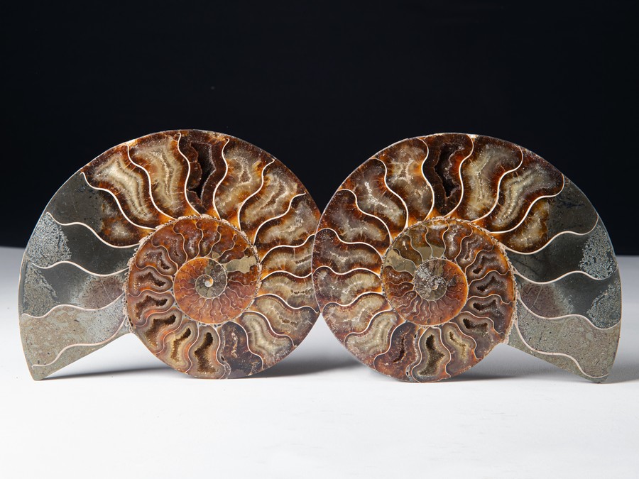 Cleoniceras besairiei