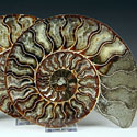 Ammonitenprchen aus Madagaskar