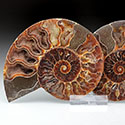Ammonitenpaare aus Madagaskar