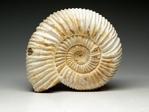 Ammonit aus Madagaskar