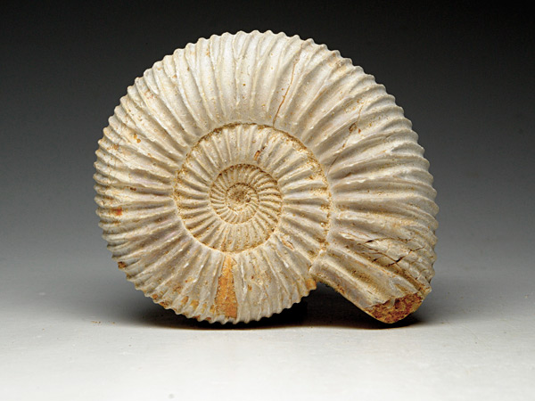 Ammonit aus Madagaskar
