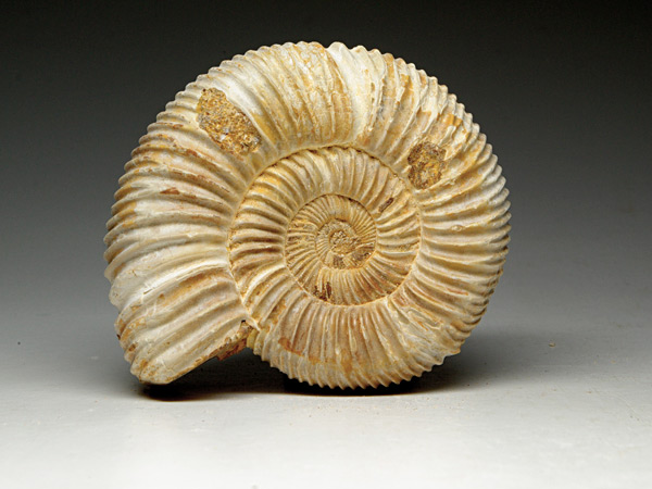 Ammonit aus Madagaskar