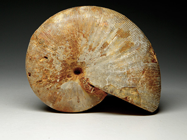 Ammonit aus Madagaskar