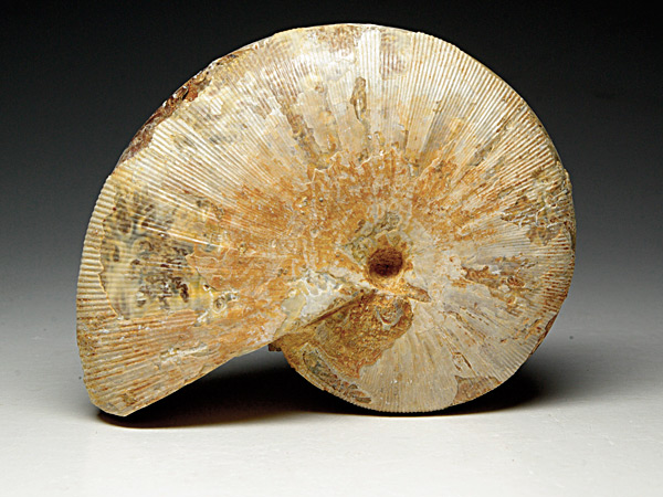 Ammonit aus Madagaskar