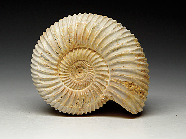 Ammonit aus Madagaskar