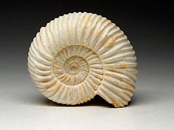 Ammonit aus Madagaskar