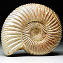 versteinerter Ammonit aus Madagaskar, Perisphinctes